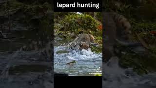 hunting lepard animals [upl. by Mendel]