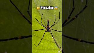 Wild Spider  spider insects [upl. by Noryak722]