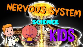 Nervous System  Science for Kids [upl. by Nurav]