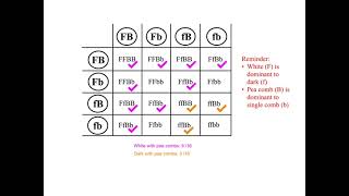 102 Chi Squared Test for data from a Dihybrid Cross [upl. by Yung]