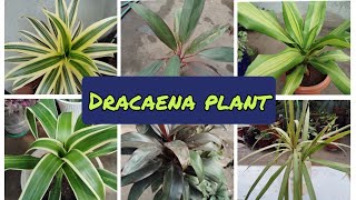 7 Varieties of Dracaena Plant Propagation amp Care [upl. by Tess]