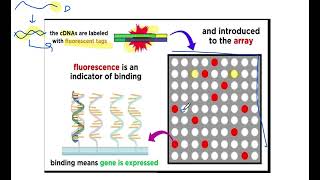 DNA Microarray DNA chip technique  hindiurdu [upl. by Leruj]