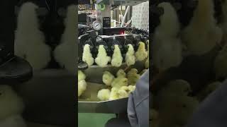 Chick production line chick factory farming tech [upl. by Tallie]