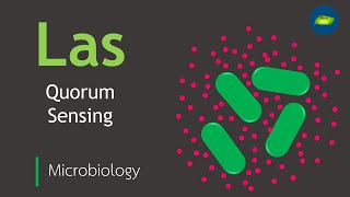 Quorum Sensing The Cell Signaling Pathway in Bacteria controlling various physiological activities [upl. by Reinaldo]