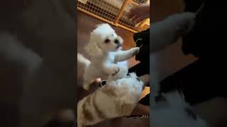 Dogs Go Crazy For Their Owner dogshorts adorable puppy loyalty love dogs dogsofinstagram fyp [upl. by Adaliah778]