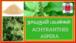 நாயுருவி பயன்கள்Achyranthes aspera [upl. by Mya799]