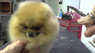 Grooming the Show Pomeranian part three [upl. by Jaclyn587]