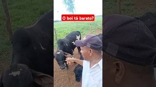 Carne de boi está barato carne agro fazenda gado preço [upl. by Eivod311]