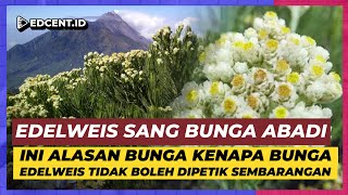 Edelweiss Bunga Abadi Bisa Mekar 10 Tahun [upl. by Esmeralda]