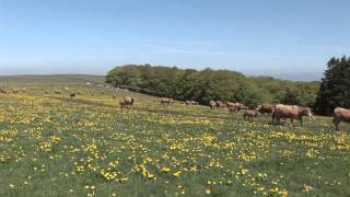 AUBRAC TRANSHUMANCE VALADIER [upl. by Akihsar]