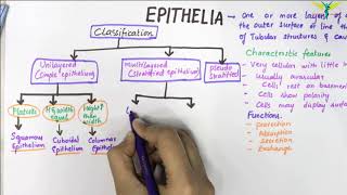 EPITHELIUM  Classification  Basic Histology [upl. by Irtimed]