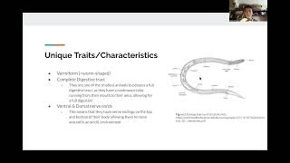 Lab 7 Protostomes Video  BIOL 112 [upl. by Lashond]