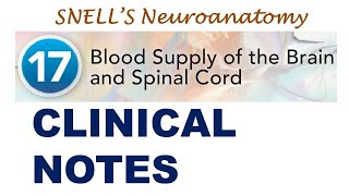 Chp17 CLINICAL NOTES Blood Supply of Brain amp Spinal Cord  Snells NeuroAnatomy [upl. by Docile]