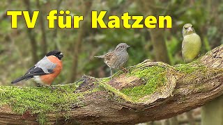 Video für Katzen zum Vogelschauen  Katzenfernsehen Spektakulär [upl. by Grory38]