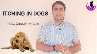 Dog को खुजली itching क्यो होती है [upl. by Gussi]