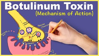 Botulinum Toxin Mechanism of Action [upl. by Littman]