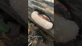 An example of guttation on a red belted conk bracket fungus fungi [upl. by Jazmin]