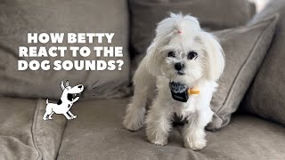 Maltese Dog Reaction To Dog Barking Sound Funny Prank [upl. by Ydissahc]