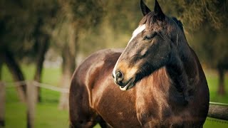 Unsteady Horse Free Running Music Video [upl. by Garneau]