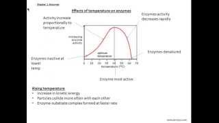 Olevels biology Chapter 4 Enzymes [upl. by Gaw207]