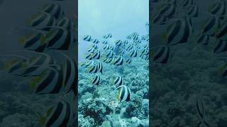 BANNER FİSH  RED SEA TIRAN ISLAND redsea bannerfish scubadiving [upl. by Tanney888]