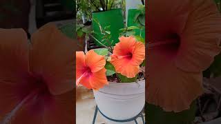 colourful flowers  blooming  terrace gardening  ytshorts [upl. by Notxap794]