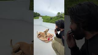 Man Plays Harmonica as Dog quotSingsquot Along with Musical Notes [upl. by Toulon]