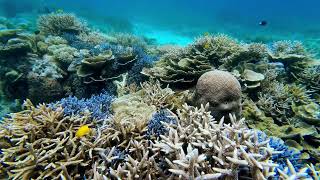 snorkeling Labuan Bajo [upl. by Sherl]