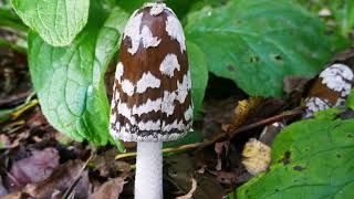 Brielmeersen Paddenstoelen [upl. by Efthim]