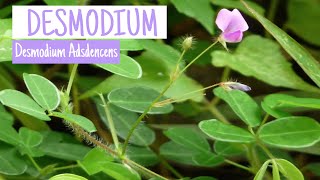 Propiedades medicinales del DESMODIUM   Fitoterapia [upl. by Levania]