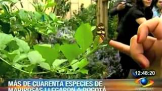 Mariposario en el Jardín Botánico de Bogotá [upl. by Llednar]