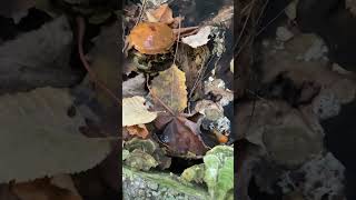 An old golden pholiota mushroom fungus fungi [upl. by Ecirtam858]