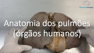 Entenda a anatomia dos pulmões com órgãos humanos [upl. by Cirone572]