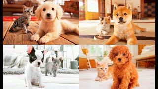 Going for a Walk  nintendogs  cats  Nintendo 3DS Themes Music Extended [upl. by Isacco]