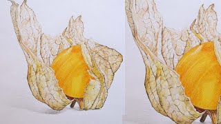 Physalis Fruit Drawing in Color Pencils  Fruit Drawing  Derwent Color Soft Pencils [upl. by Obara]