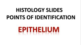 Epithelium Histology Points of Identification [upl. by Merp]