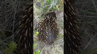 Echidna sniffing around [upl. by Tansey]