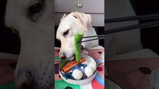 Lets watch Kikos delicious food  Doglife Ep12 dog doglover doglife puppy puppies pets fyp [upl. by Coe]