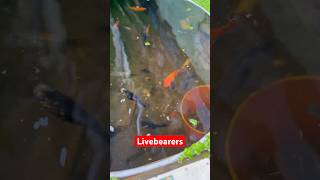 Feeding my livebearer fish [upl. by Tildy]