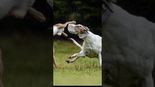 Super Speed Coursing Dog vs Rabbit Hare  Galgos vs Liebres 2023 ‎ExplorePotohar [upl. by Agni]