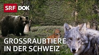 Wolf Luchs und Bär  Die Rückkehr der grossen Raubtiere in die Schweiz  Doku  SRF Dok [upl. by Abrahamsen]