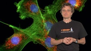 Microscopy Introduction to Fluorescence Microscopy Nico Stuurman [upl. by Aihsinat436]