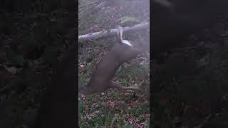 Muzzleloader Doe at 12 Steps  PA Deer Hunting 2023 shorts [upl. by Emylee791]