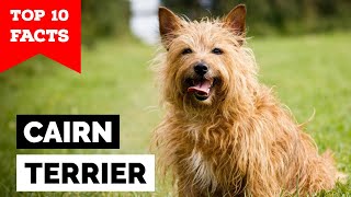 Cairn Terrier  Top 10 Facts [upl. by Airotna]