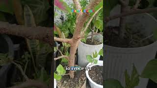 Quick Look  New fruits growing in my Australian Mulberry marcotted cutting  Dianes Garden [upl. by Lavinie]