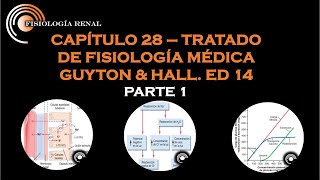 GUYTON amp HALL CAP 28 REABSORCIÓN Y SECRECIÓN TUBULAR RENAL PARTE 1 [upl. by Christoforo]