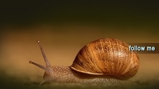 Documentary Wildlife The Macro World of Slugs Full video Mollusca [upl. by Aronson]