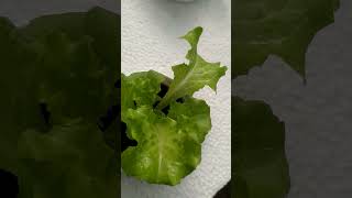 checkout my Hydroponically grown lettuce hydroponics kratkymethod thankyouforwatching [upl. by Eissak972]