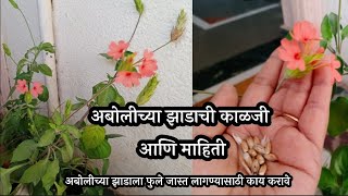 अबोलीच्या झाडाची काळजी कशी घ्यावी abolichya zadachi mahiti  Abolichya zadala phul lagnyasathi upay [upl. by Ailema]