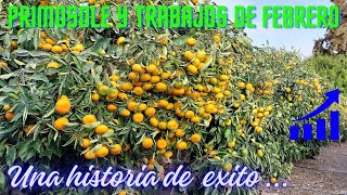 Mandarina Primosole características e historia en Perú Manejo febrero 2024 [upl. by Zebe]